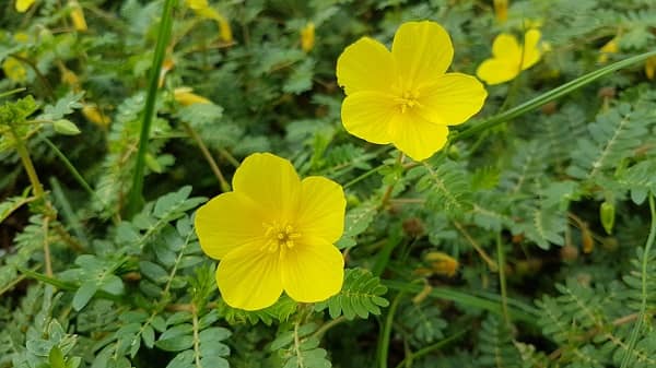 Tribulus_terrestris_